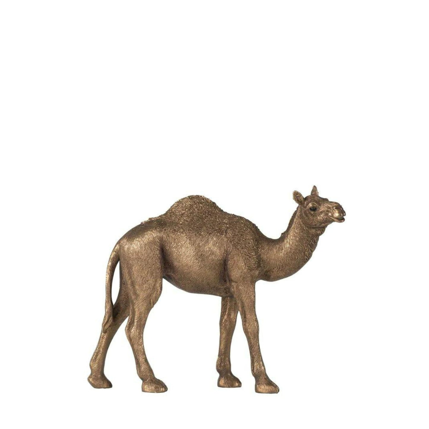 Cisco Standing Camel