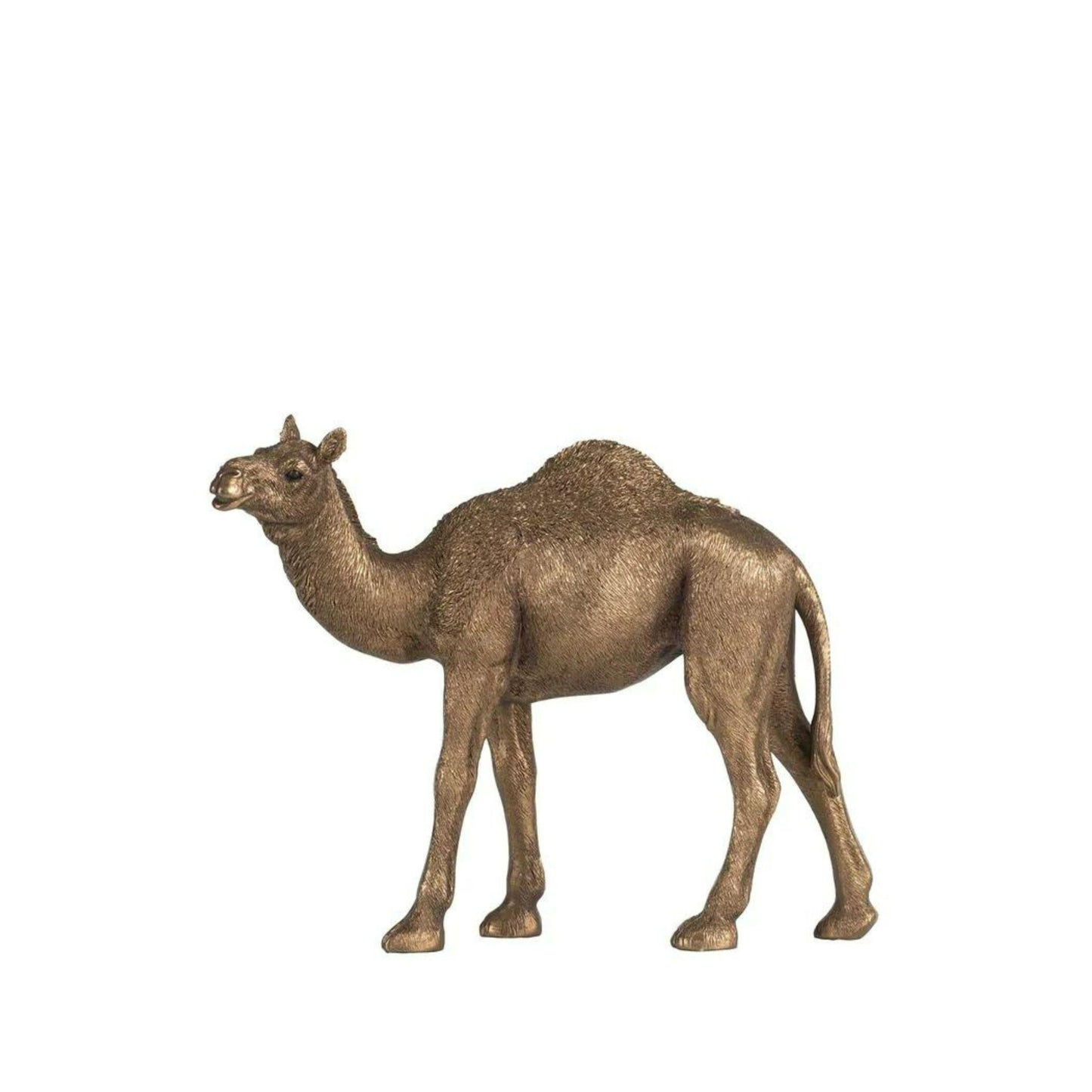 Cisco Standing Camel