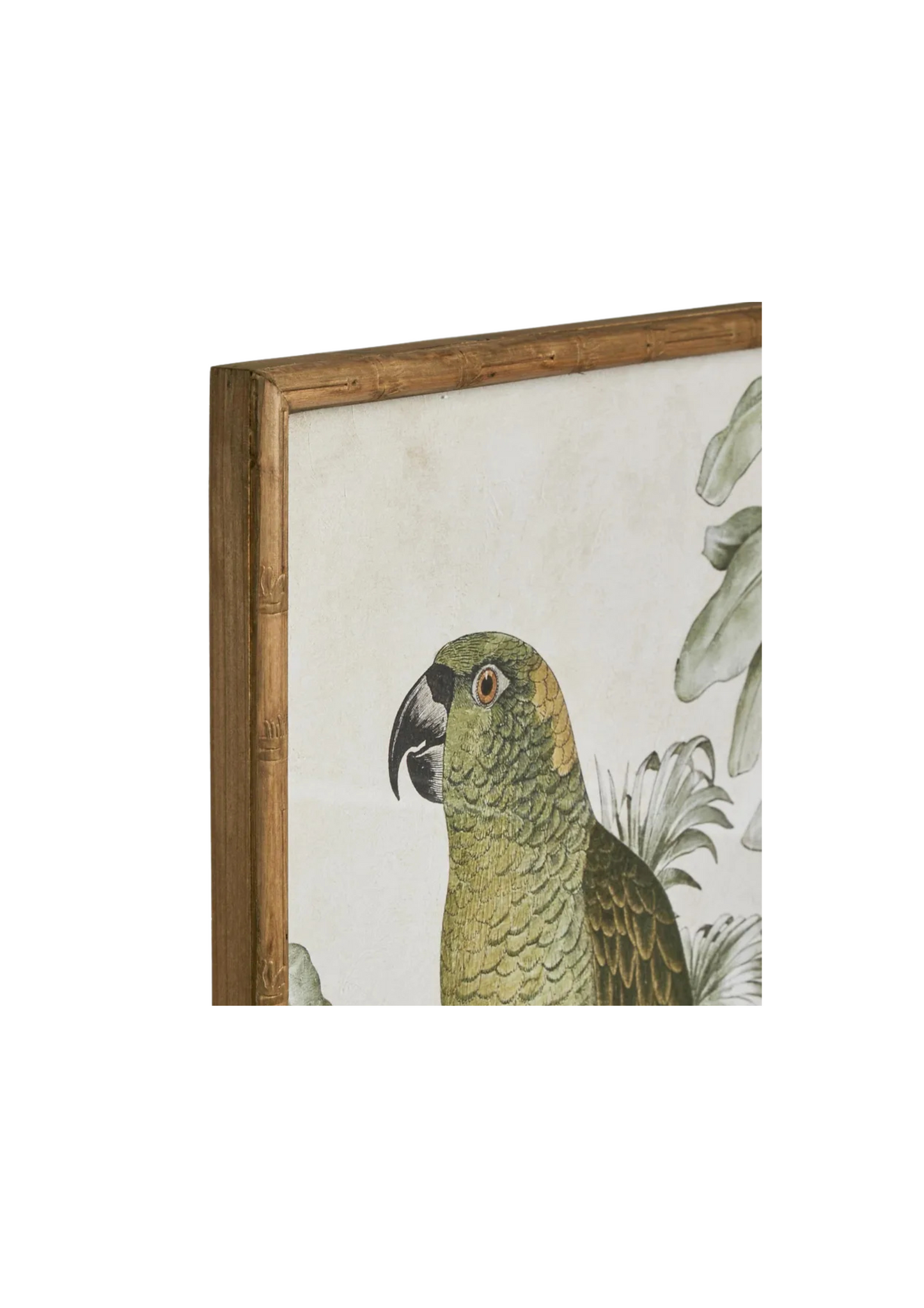 Jungle Parrot Wall Art B