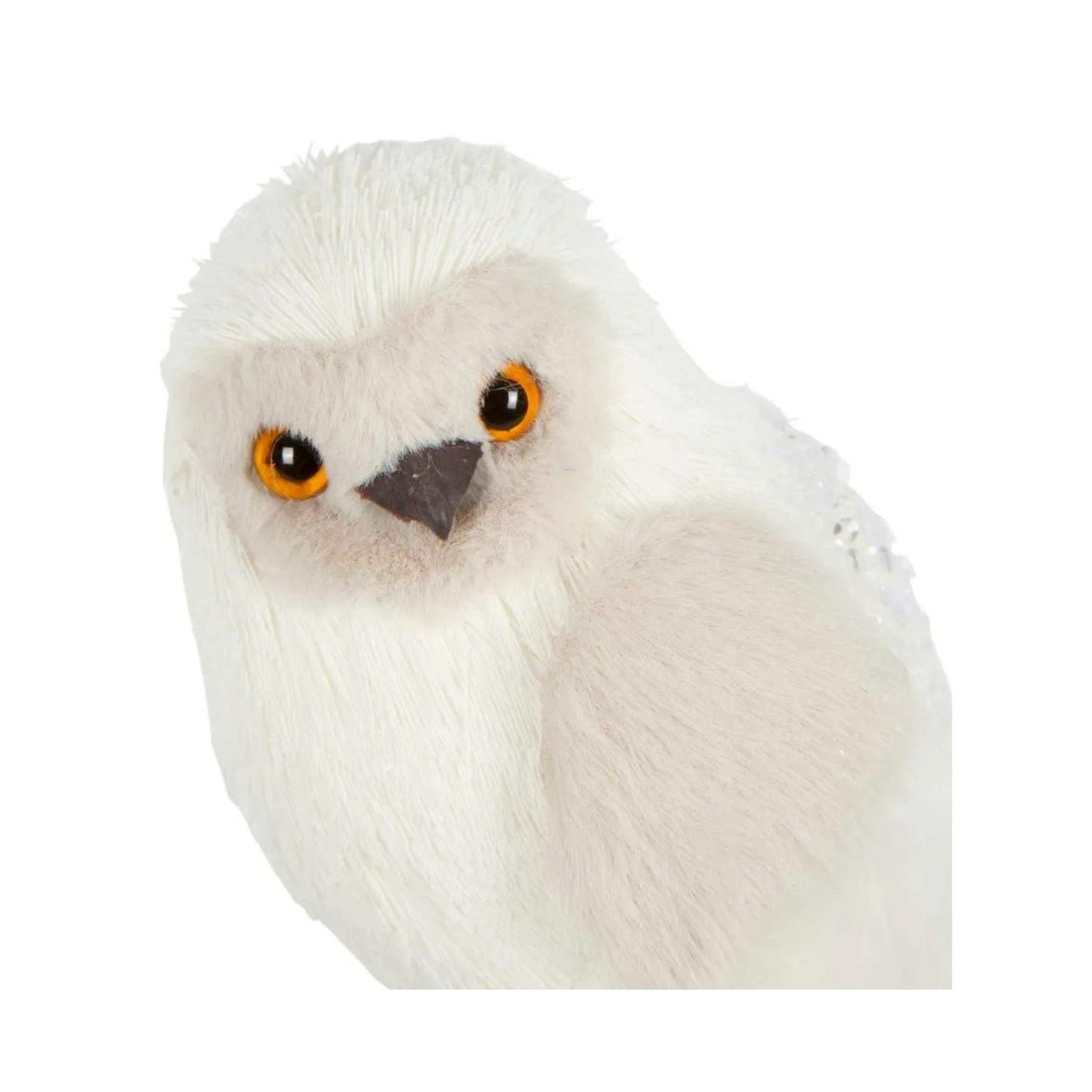 Small Owl White