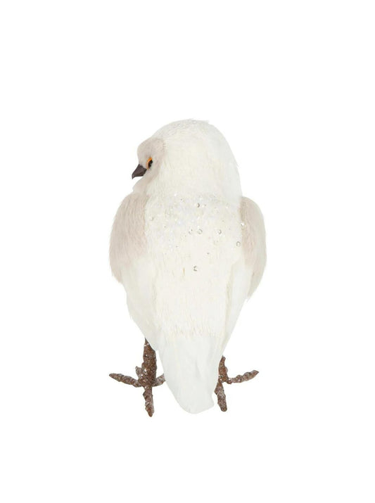 Small Owl White